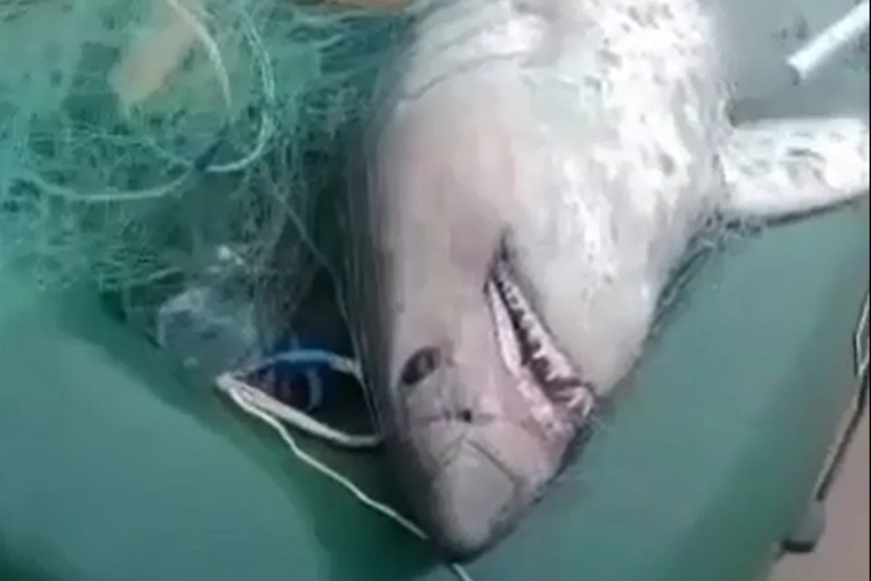 В Приморье в сети рыбаков попалась акула. Фото: принтскрин видео Telegram-канал Svodka25.