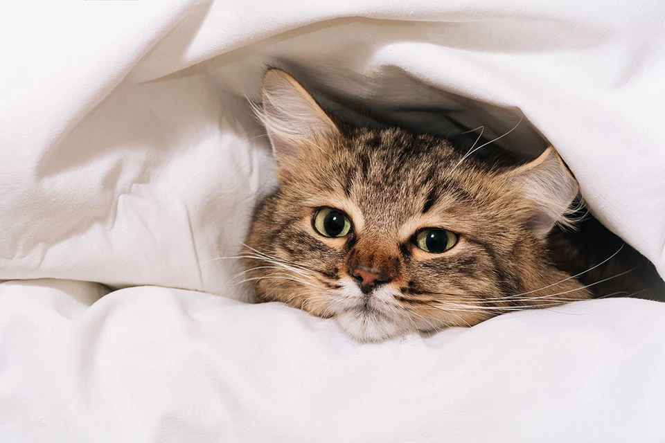 кошка в постели