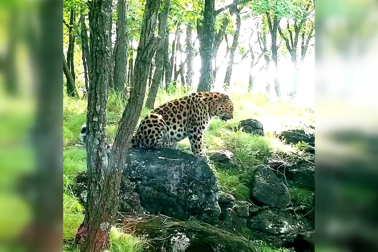 Cоседи «долбят»: леопард в Приморье поднялся на гору к птицам и попросил их вести себя тише