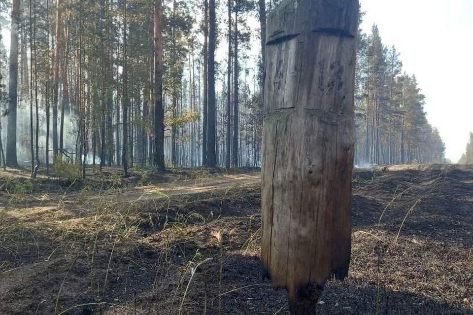 Предварительно, огнем пройдено 600 га