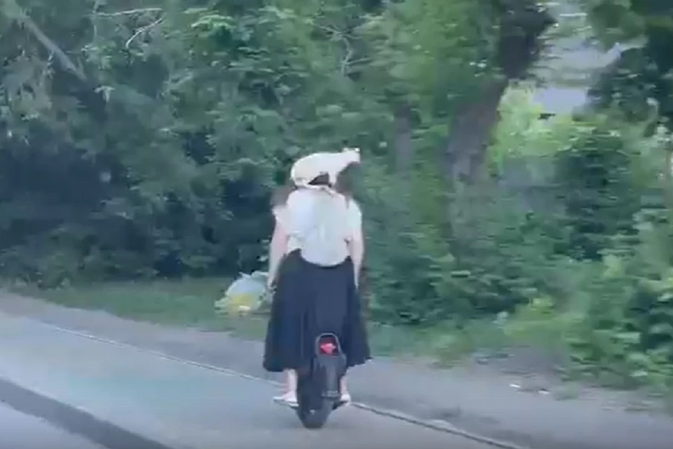 Новосибирцев удивила девушка на моноколесе, прокатившая на плечах кота сфинкса. Фото: стоп-кадр.