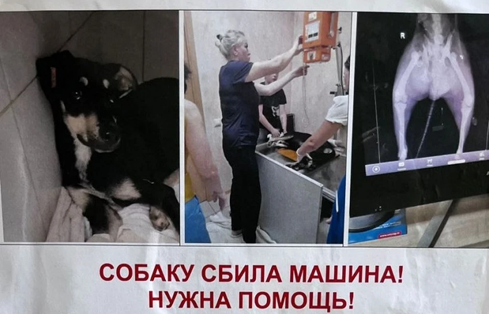 Фото: волонтеры.