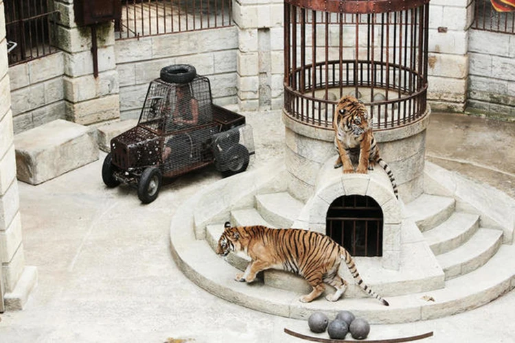 Из-за протестов зоозащитников «Форт Боярд» покинули тигры