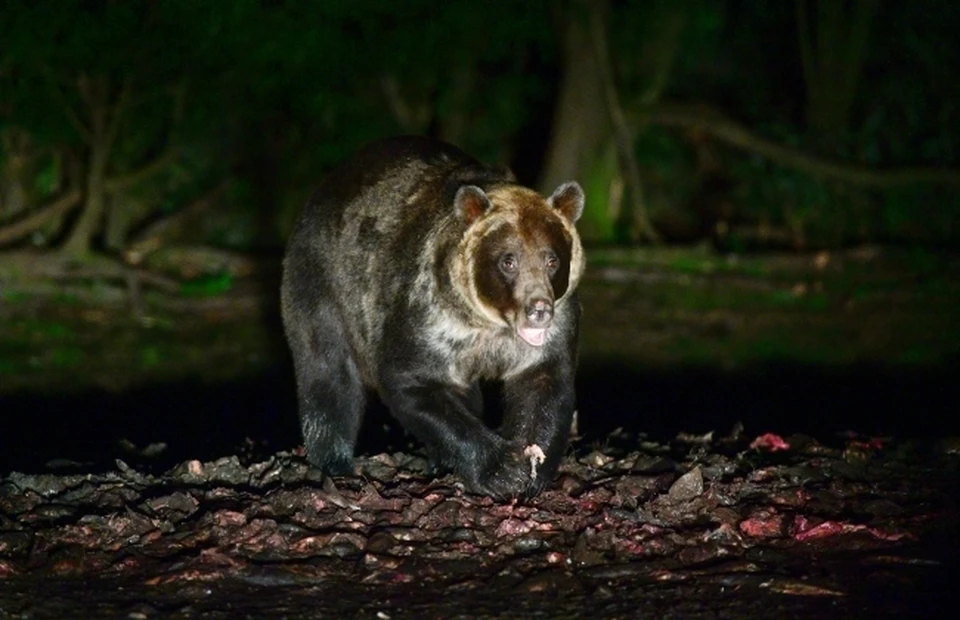 Медведи продолжают держать в страхе жителей Магаданской области