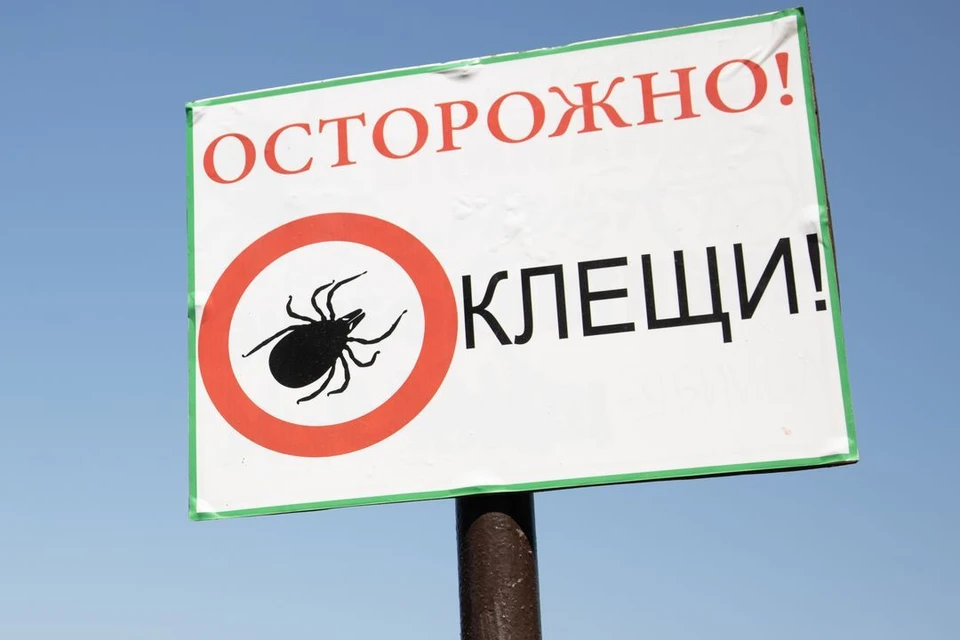 Эксперт назвал причину массового нашествия клещей на Новосибирскую область.