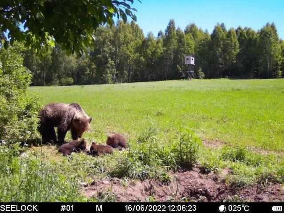 Фотоловушка зафиксировала медведицу с медвежатами в Калужской области
