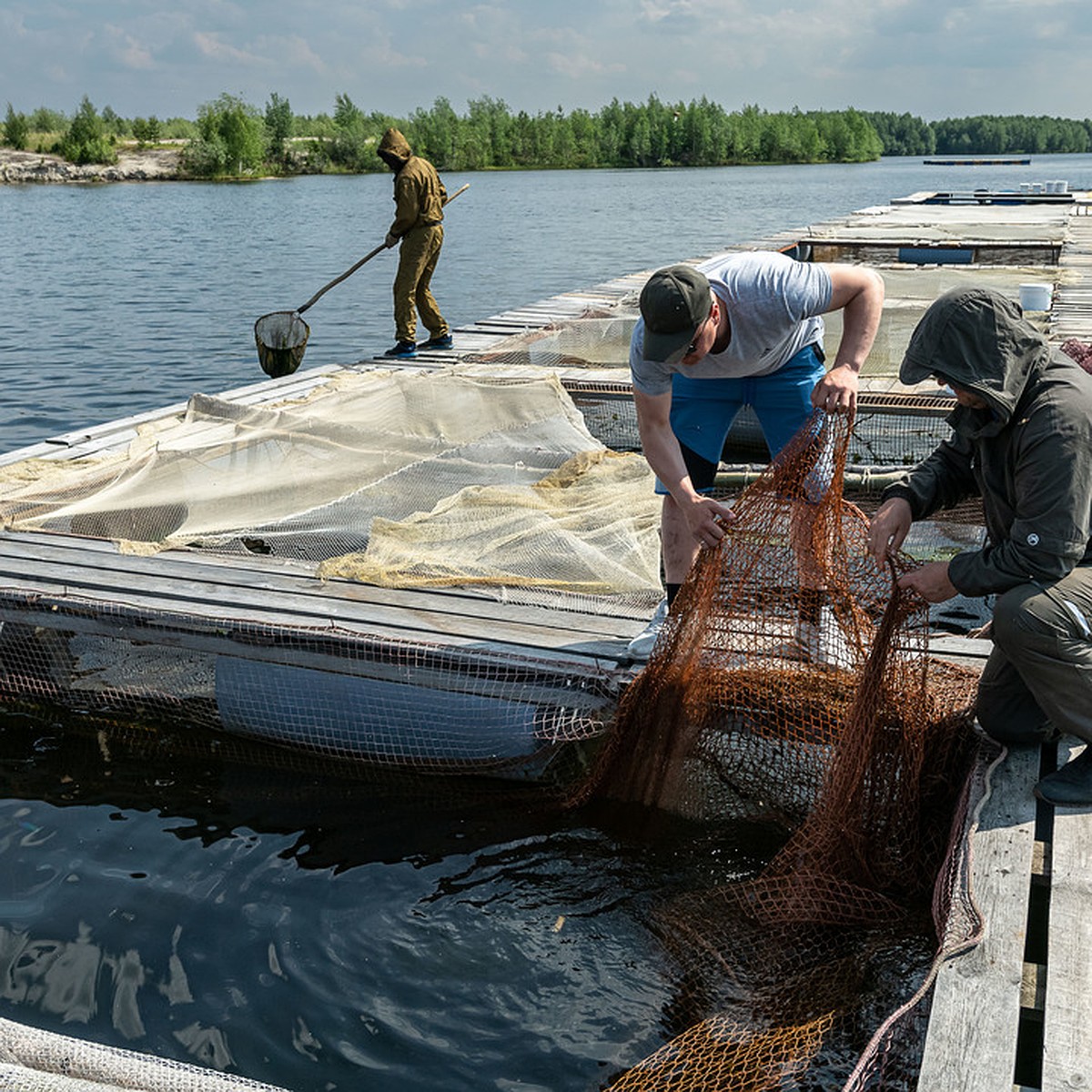 На прилавки магазинов Пуровского района поступит форель местного  производства - KP.RU