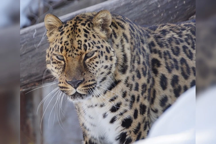 Котику 16 годиков: красавец-леопард празднует День рождения в Хабаровске