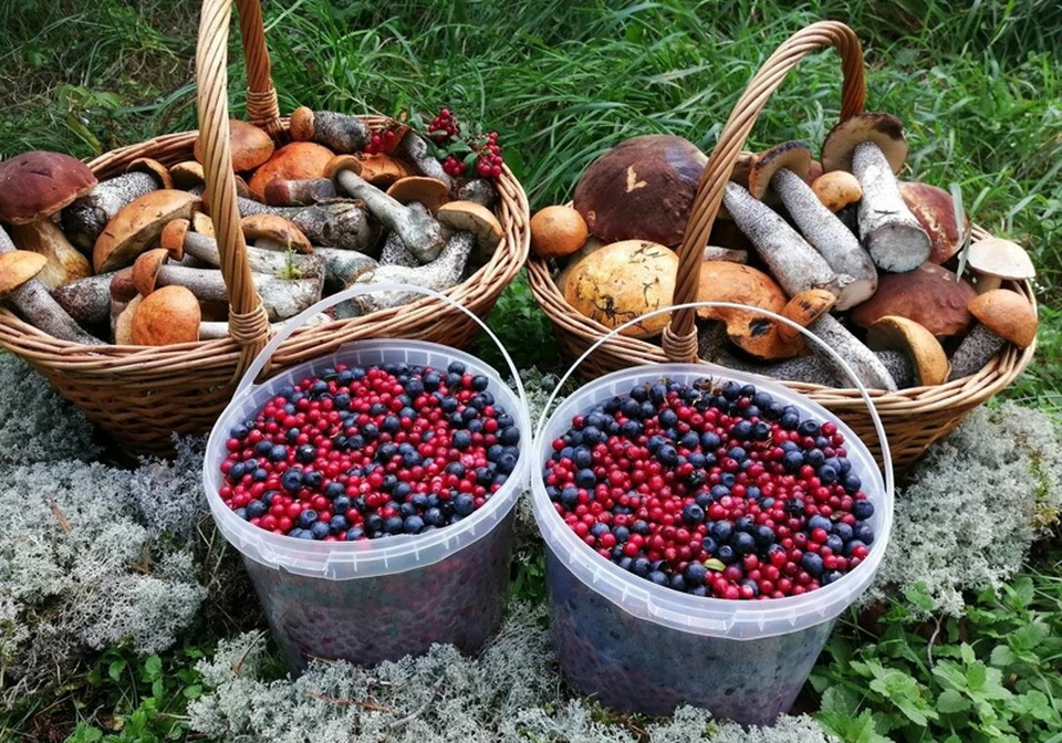 Проверяйте грибы и ягоды на радионуклиды. Фото: lgan.lesnoi.by