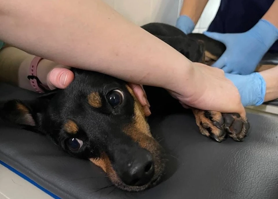 Жестокая тюменка бросила в ветклинике собаку-инвалида. Фото - ветеринарная клиника "Клевер" г. Тюмень.