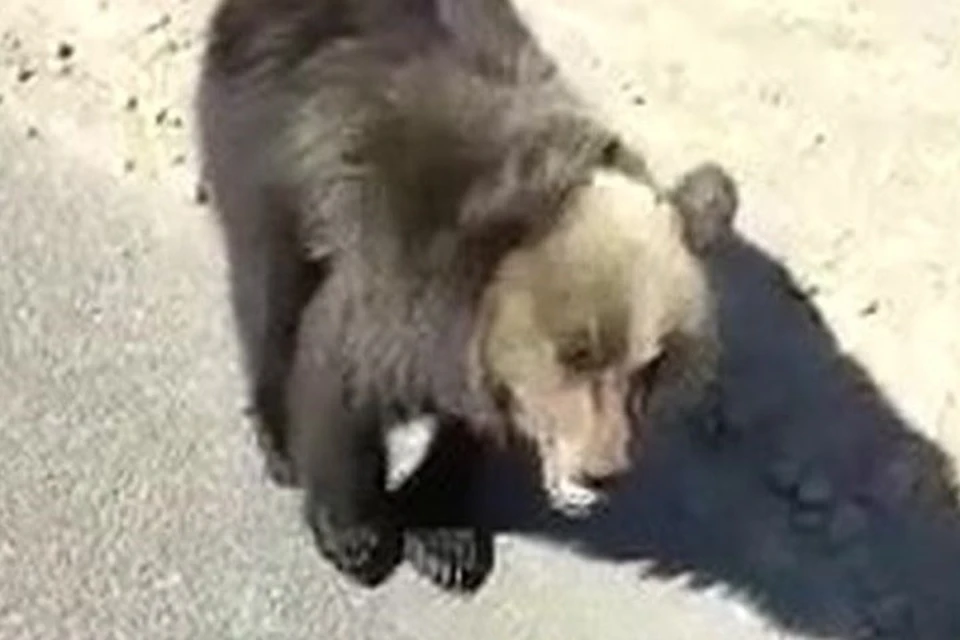 Потерявшийся медвежонок пристрастился к угощениям автомобилистов на севере Сахалина. Фото: стоп-кадр видео