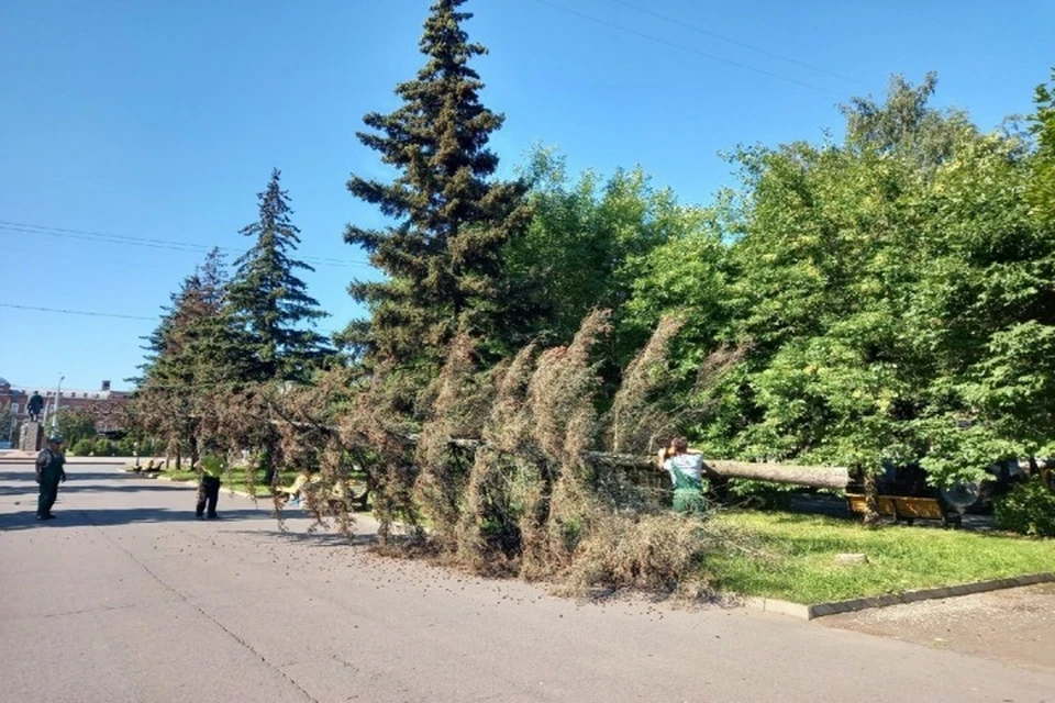 В парке была спилена сухая ель