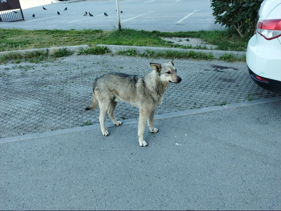 Тюменские пенсионерки на свои деньги построили будки для бездомных собак, но местные жители против. Фото - Васягина Александра.