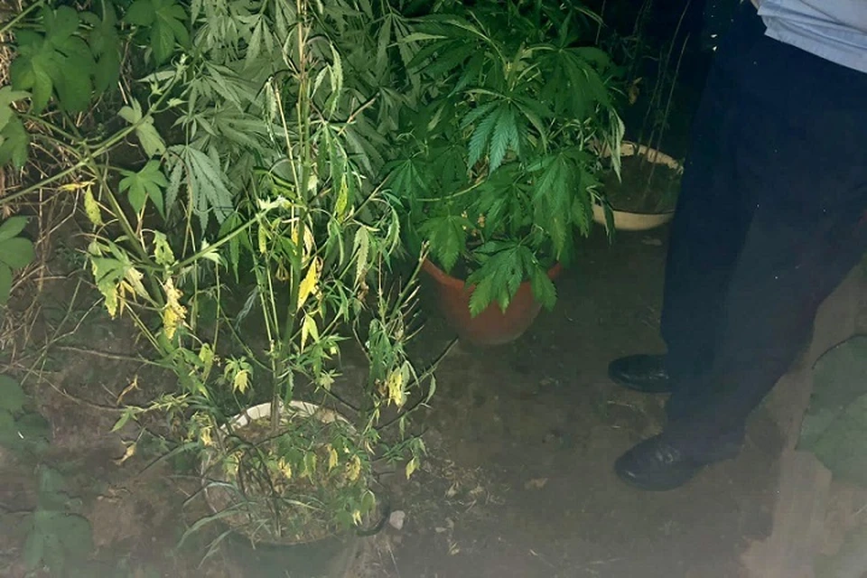 Наркоман из ЕАО развел конопляную ферму на огороде