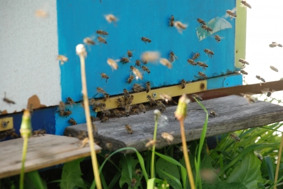 Управление Россельхознадзора назвало предположительную причину массовой гибели пчел на пасеках Томской области.