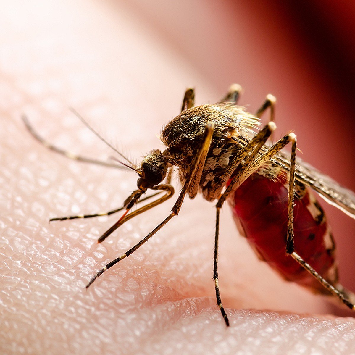 Что помогает от укусов комаров?