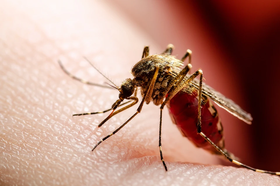 Комары действительно могут быть переносчиками опасных заболеваний