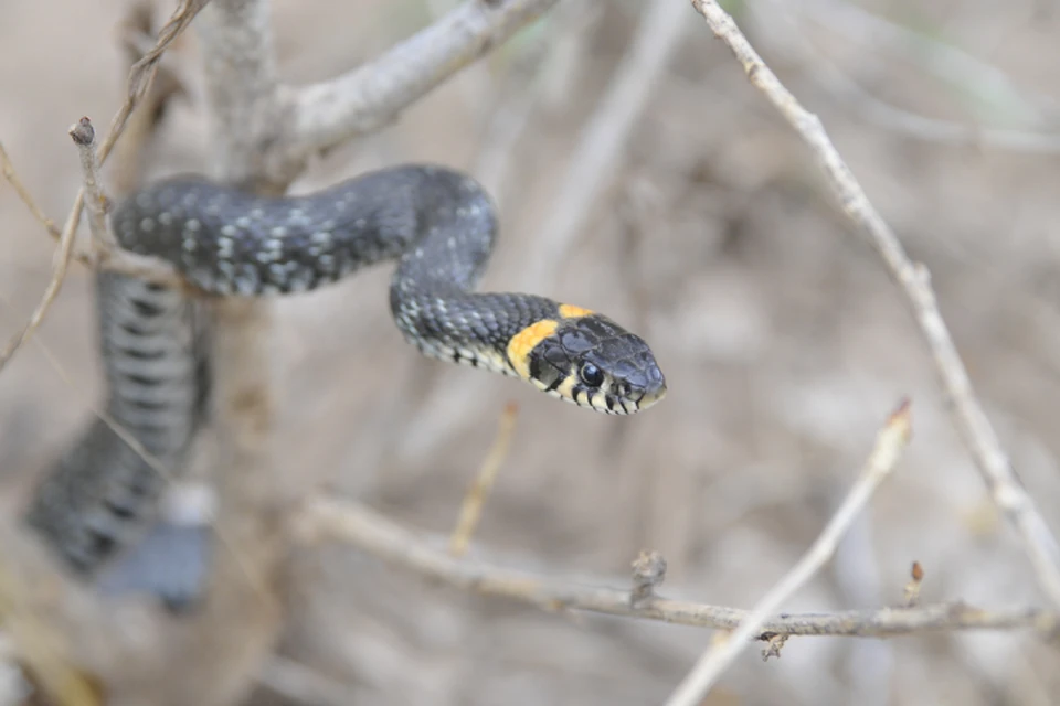 Кировчан просят быть осторожными и внимательными в местах, где водятся змеи.