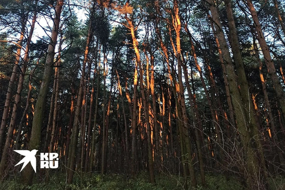 Для наблюдения за лесами в Тверской области закупят видеооборудование
