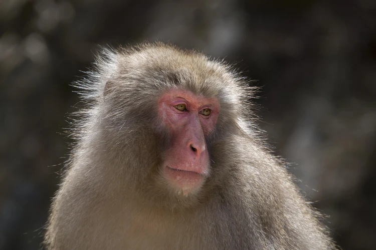 В Японии уничтожили обезьяну, терроризировавшую целый город