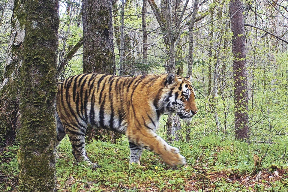 А тигр себе идет и не знает, что в этот момент его его снимает фотоловушка. Фото: Предоставлено ФГБУ «Национальный парк Бикин»