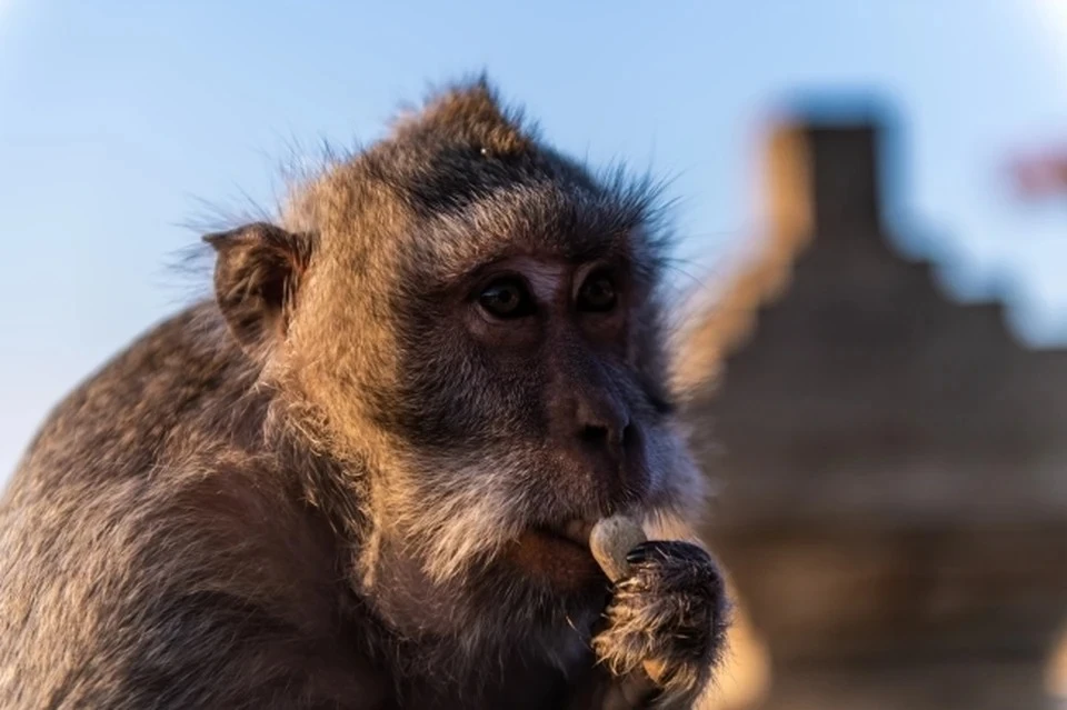 В Бразилии зафиксировали первую смерть от оспы обезьян