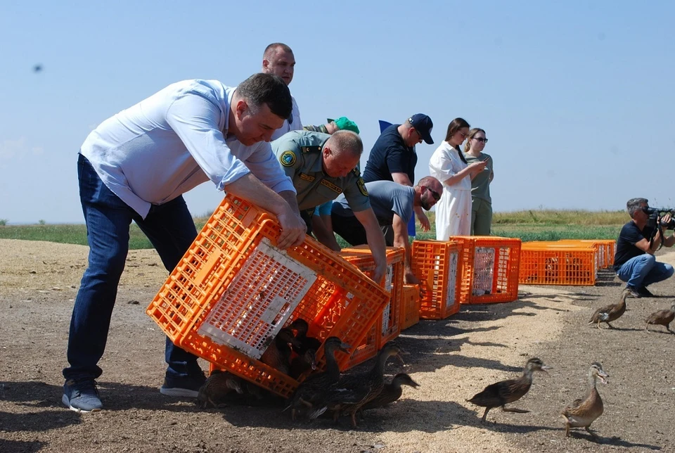 Местоположение выпущенных птиц будет отслеживаться через специальные маячки. Фото: сайт правительства Ростовской области.