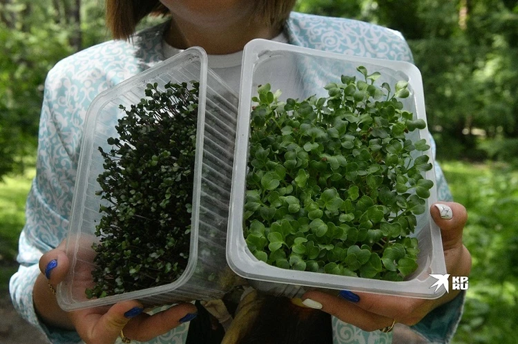 Зелень - микро, польза – макро: как  вырастить микрозелень в домашних условиях