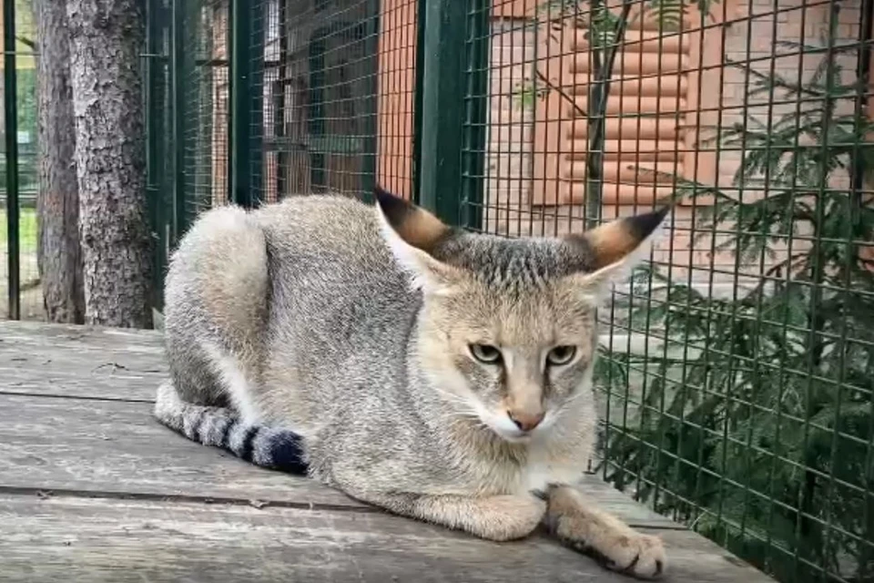 Камышовую кошку привезли в вотчину Деда Мороза из Новосибирского зоопарка. Фото: стоп-кадр из видео / Зоопарк Деда Мороза
