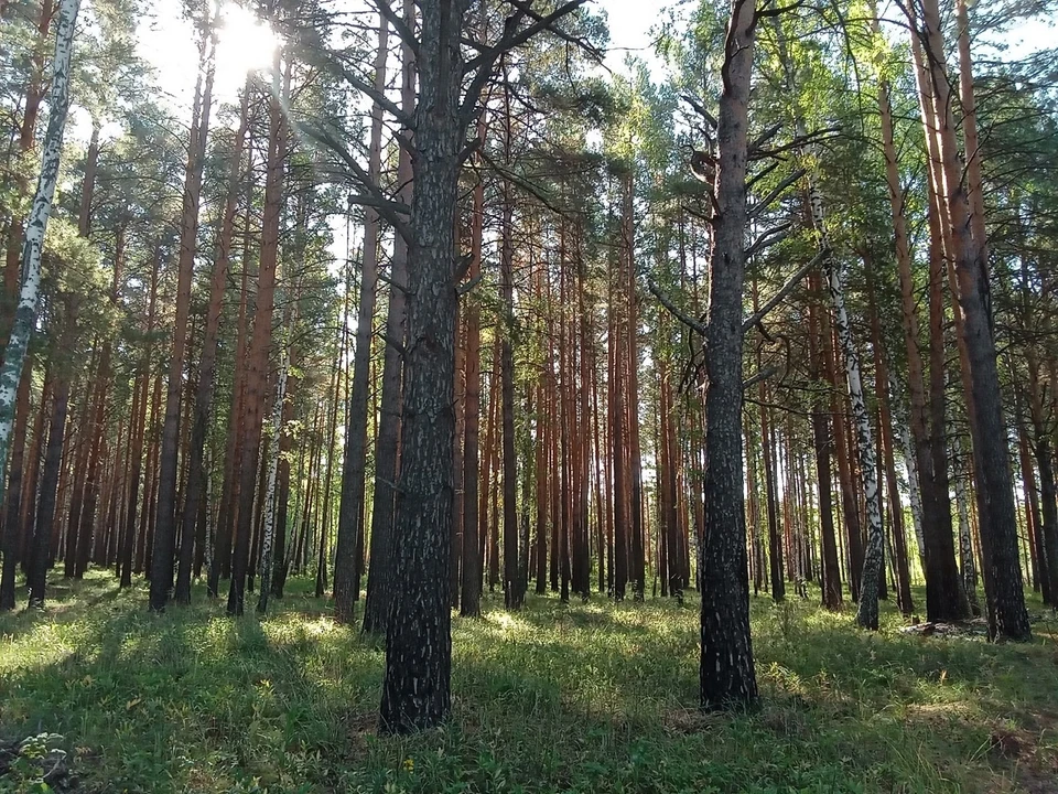 За сутки площадь природных пожаров на Ямале возросла до 207 гектаров