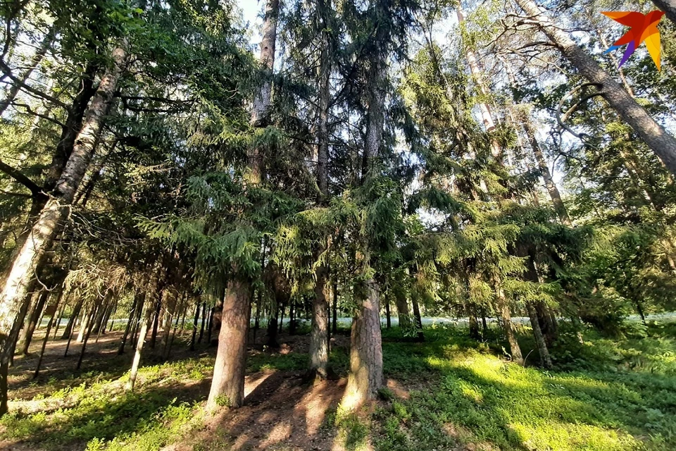 Гродненец потерялся в лесу, когда увлекся поиском грибов и ягод. Фото: София ГОЛУБ