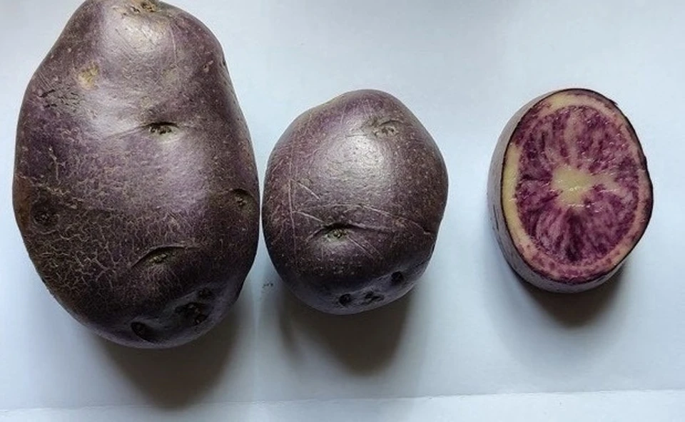 Второй новый сорт картофеля Фото: пресс-служба УрО РАН