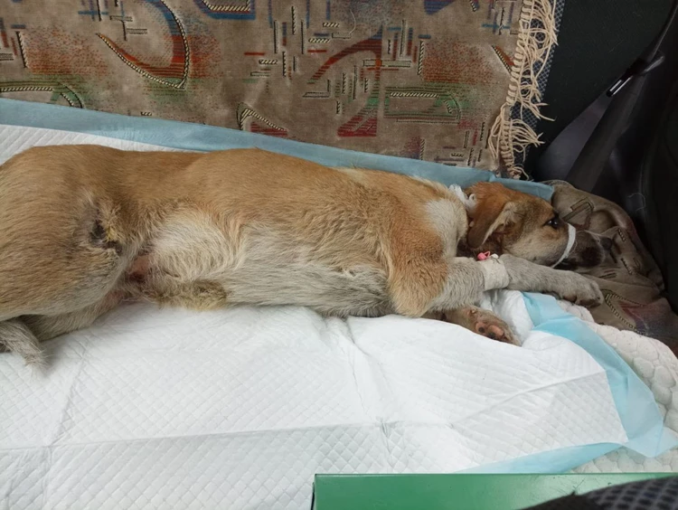 Шурик, живи: в Поронайске тяжело и медленно идет на поправку щенок, которого переехала машина скорой помощи