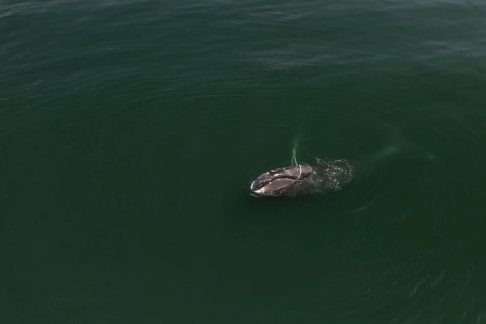 Редкий кит каким-то чудом сумел сбросить с себя часть оков