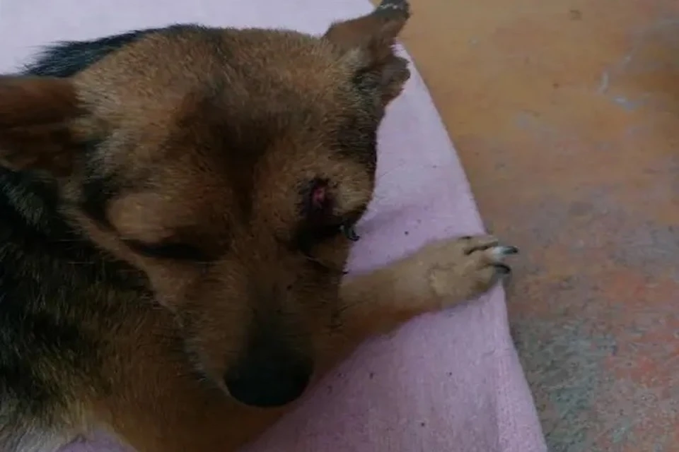 Любовь уже не первый день разыскивает пса погибшего в Джубге водителя. Фото: «Туапсинские вести».