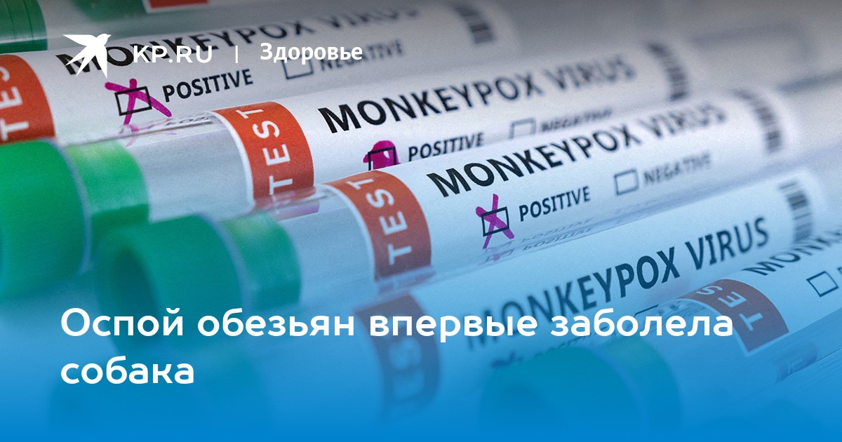 Оспой обезьян впервые заболела собака