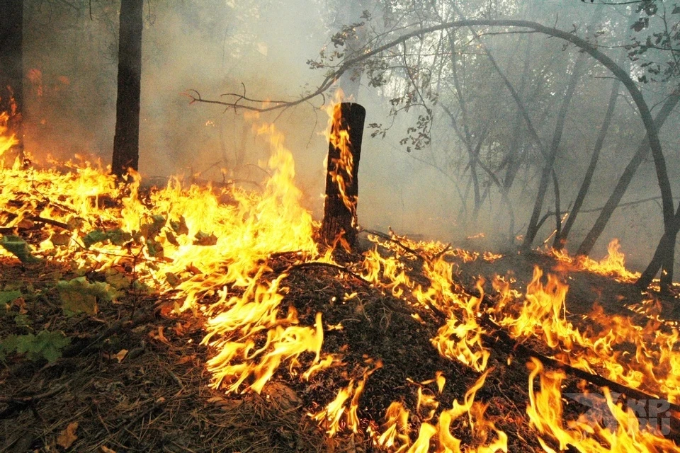Липецкие лесные пожарные борются с огнем в Рязанской области