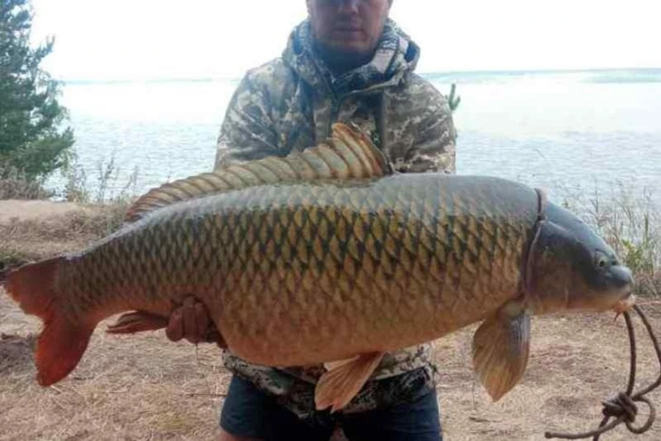 Рыбак поймал 22-килограммового сазана на удочку под Новосибирском. Фото: предоставлено Алексеем Яновским.