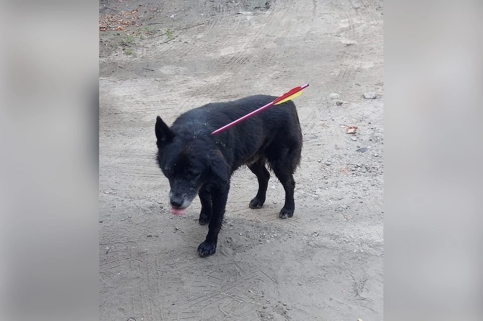 Несчастный пес получил ранение в нижнюю часть черепа. Фото: VK/"Подслушано в Нелидово"