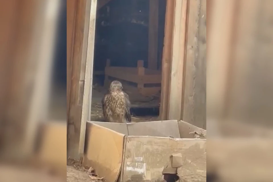 Фото: скриншот видео
