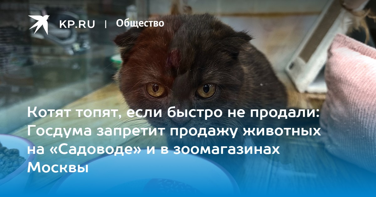 К чему снятся утопленные котята. Грязные привычки животных. Запретили котиков на дневниках.