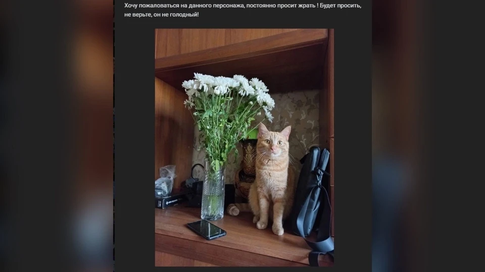 В Томске местные жители стали жаловаться на своих домашних котов. Фото: "Черный список людей Томска новости".