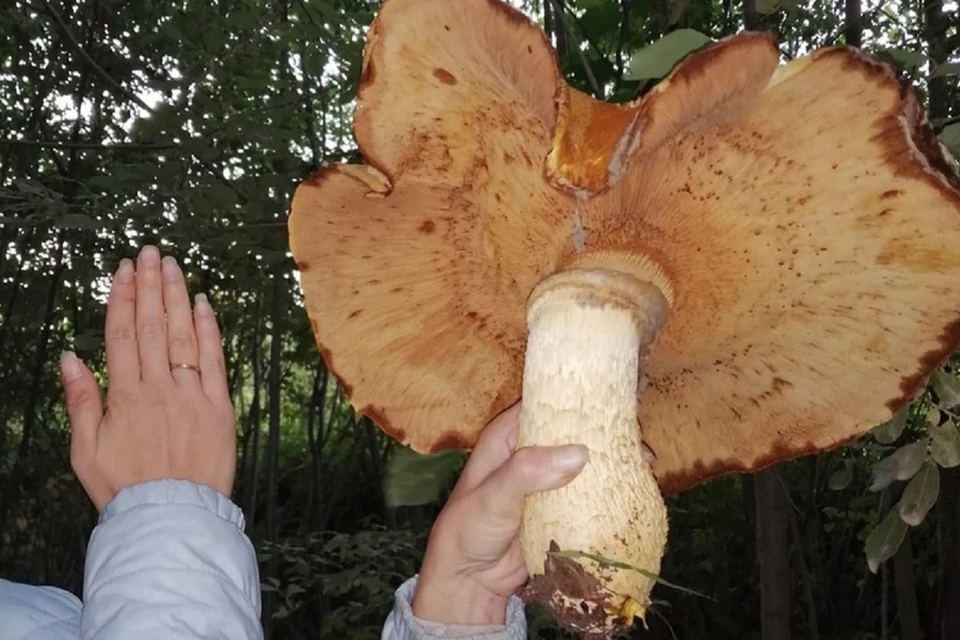 Такие огромные грибы редкость для Ленинградской области. Фото: соцсети