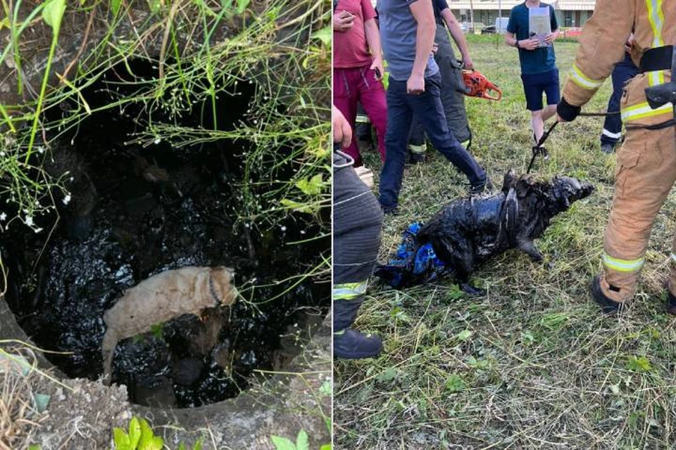 Прокуратура провела проверку после падения собаки в люк в Петербурге / Фото: Прокуратура СПб