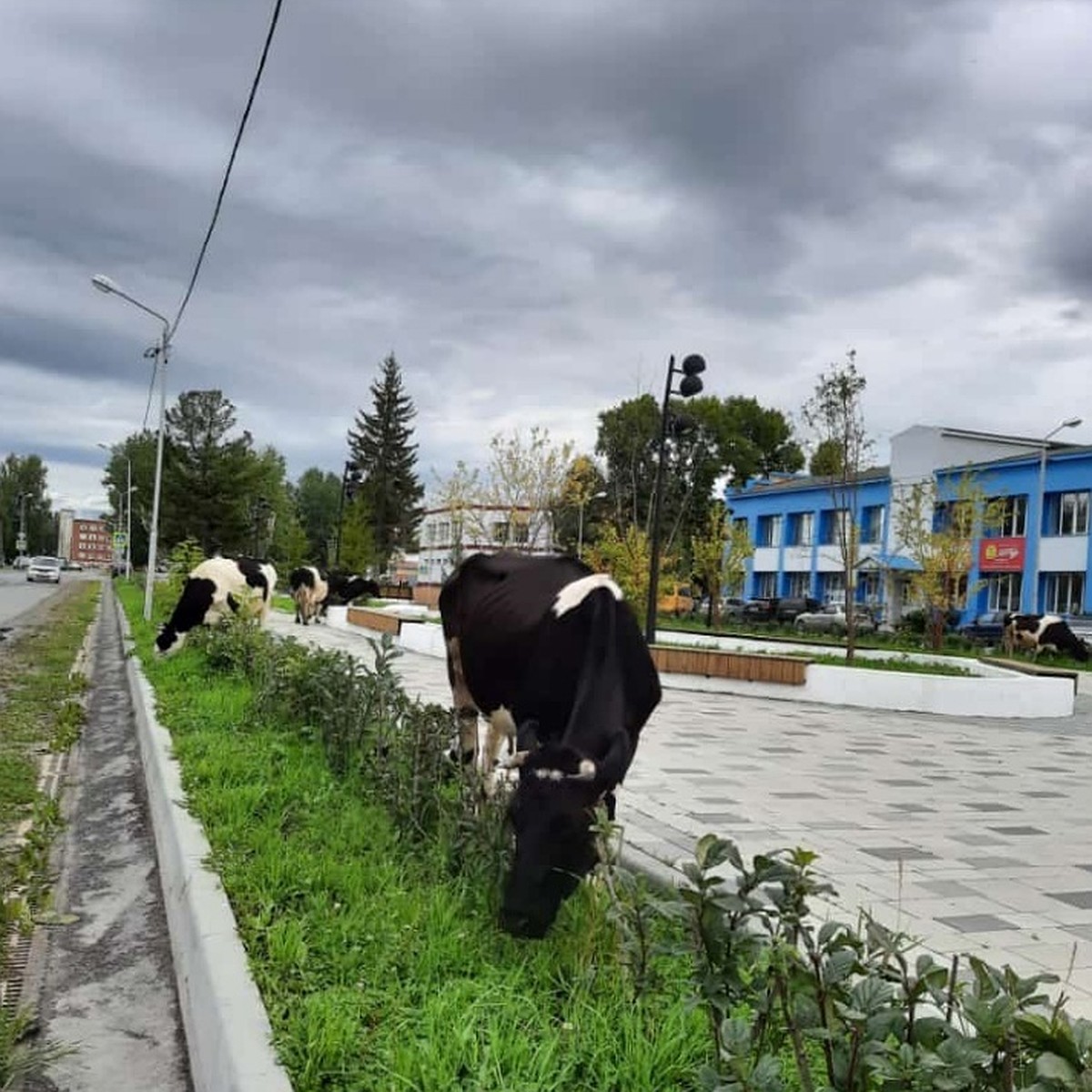 В центре Колпашево Томской области пасутся коровы - KP.RU