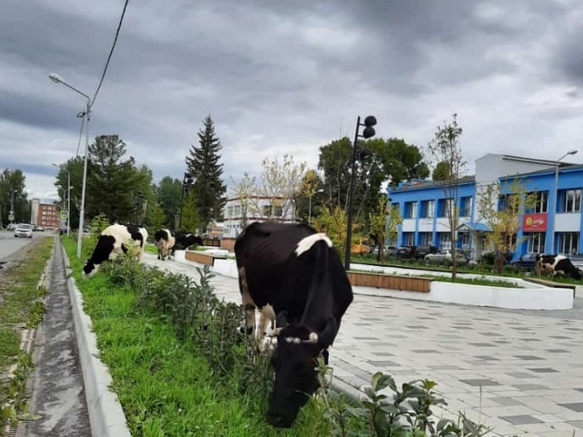 В центре Колпашево Томской области пасутся коровы - KP.RU