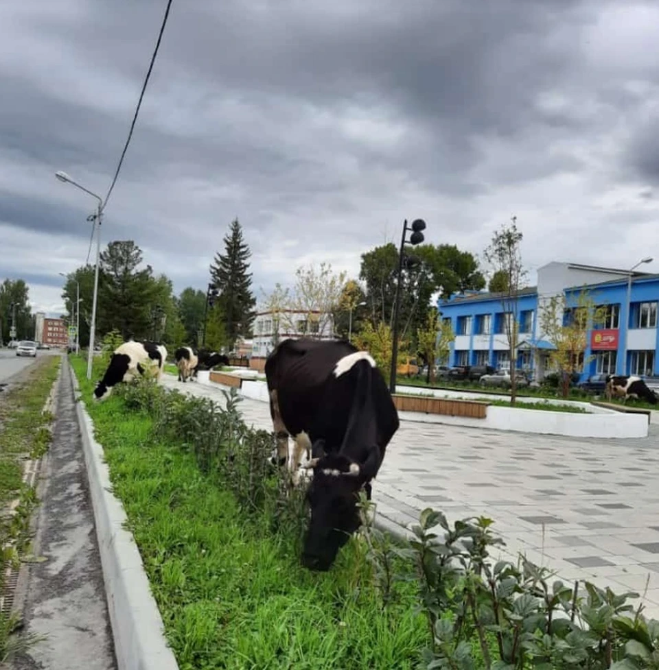 В центре Колпашево Томской области пасутся коровы - KP.RU