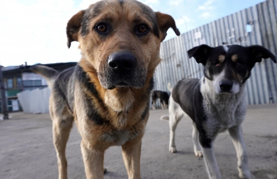 Волгоградские волонтеры стерилизовали 218 собак в отдаленных селах области