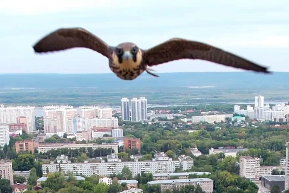 Бузулук оренбургская область беспилотники атакуют. Сокол в небе. Сокол атакует. Орёл атакует дрон. Сокол в небе фото.