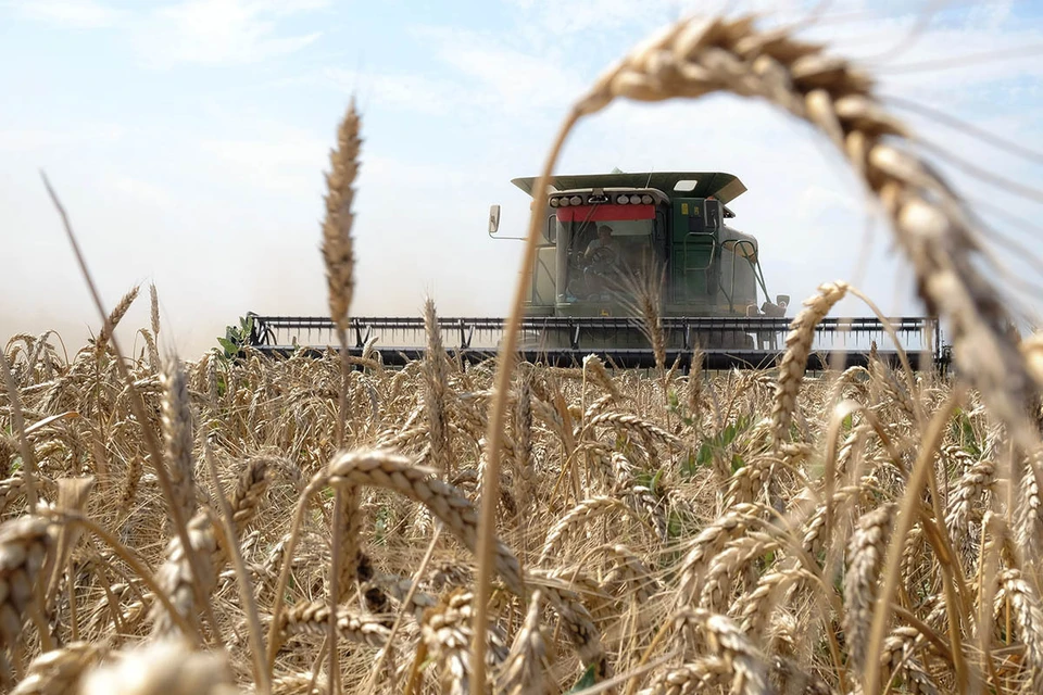 Пшеница - наряду с кукурузой и рисом - является основой рациона питания во всем мире.
